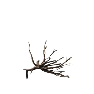 BLACK SPIDERWOOD XL au kg